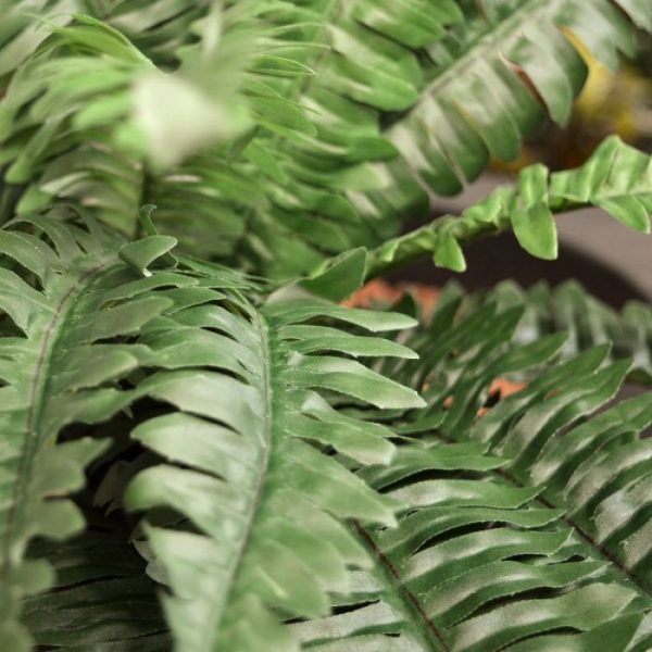 Een van de meest bekende soorten groene kunstplanten is zonder meer de Boston Varen. Deze luxe kunstplant heeft een diameter van ongeveer 50 cm op het breedste punt en is ongeveer 40 cm hoog