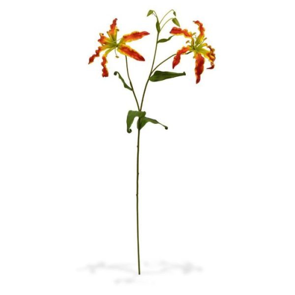 ook wel klimlelie genoemd