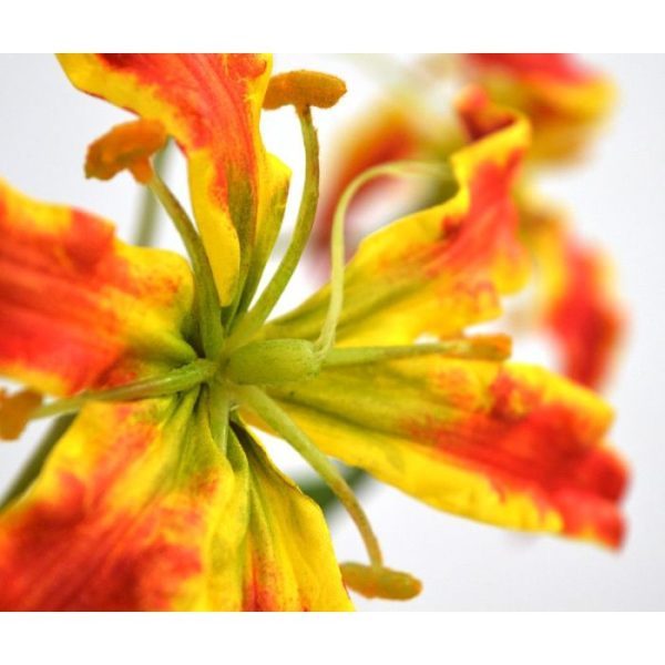 behoort tot de familie van de lelieachtigen (Liliaceae) en wordt als losse steelbloem geleverd. In combinatie met andere kunstbloemen kunt u de Gloriosa verwerken in kleurrijke kunstboeketten of arrangementen.   De kunstbloem is prachtig nagemaakt met 6 kunstzijden bladeren in verschillende groottes