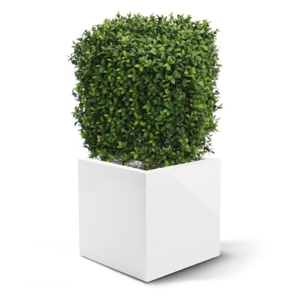 Kunstbomen Kunst Buxus Vierkant 30 cm UV 1