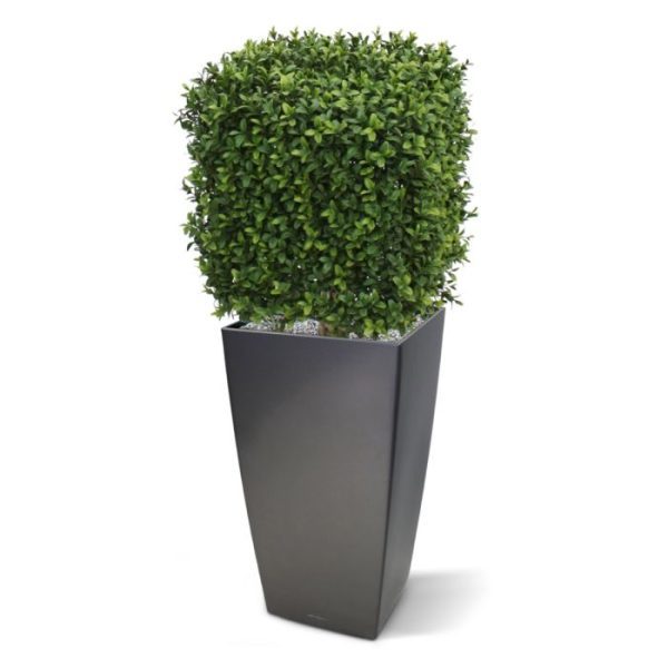Kunst-Buxus-Vierkant-30-cm-UV-8 Kunst Buxus Vierkant 30 cm UV 8