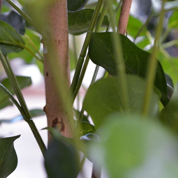 Schefflera-Exotica-120-cm-FR-kunstplant-3 Schefflera Exotica 120 cm FR kunstplant 3