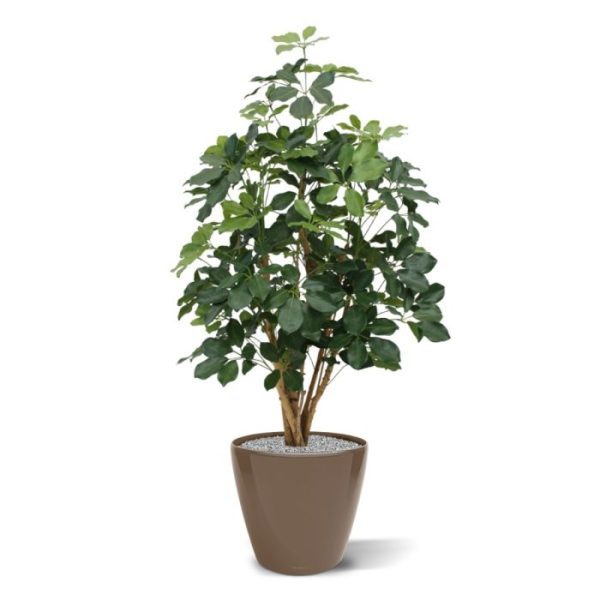 Schefflera Exotica 120 cm FR kunstplant Deze brandvertragende Schefflera Exotica is het compleet vernieuwde model uit de Schefflera familie. De verbeterde bladvorm