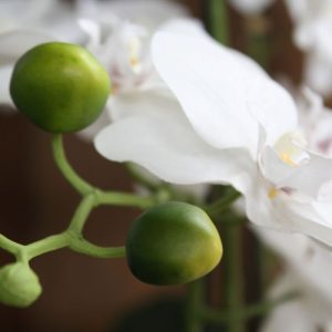 De best verkochte Orchidee van Nederland: de Phalaenopsis Orchidee!   Deze zijden Orchidee wordt kant-en-klaar geleverd in een sierlijke keramiek pot