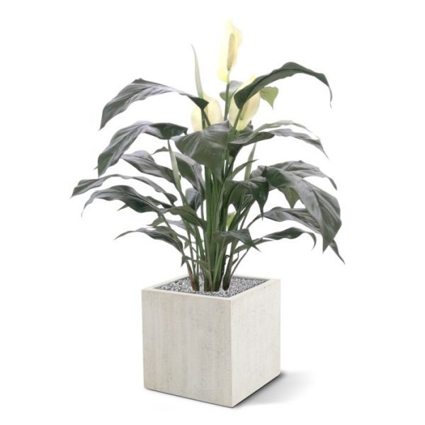 Spathiphyllum Deluxe 80cm 1
