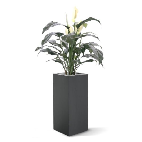 Spathiphyllum Deluxe 80cm 2