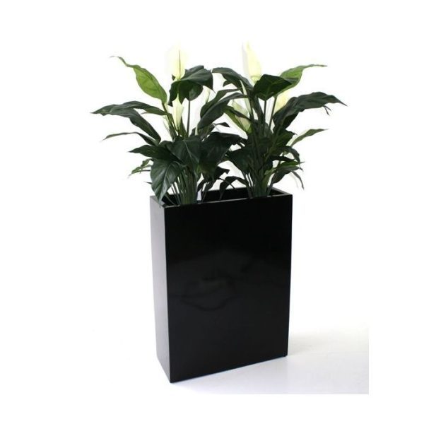 Spathiphyllum Deluxe 80cm 3