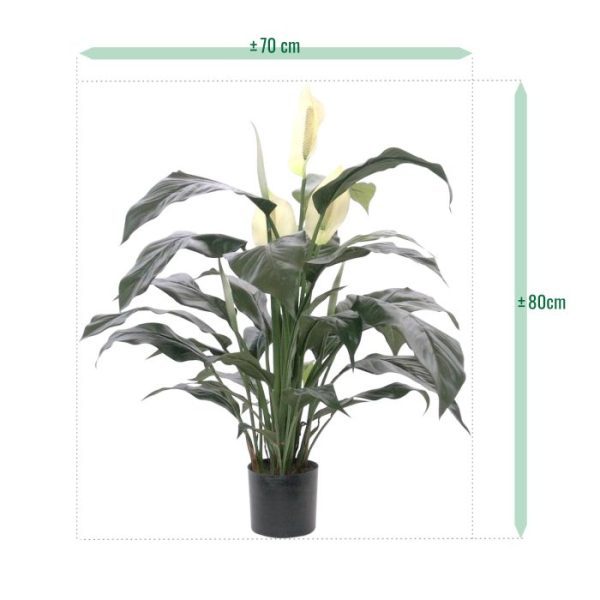 Spathiphyllum Deluxe 80cm 4