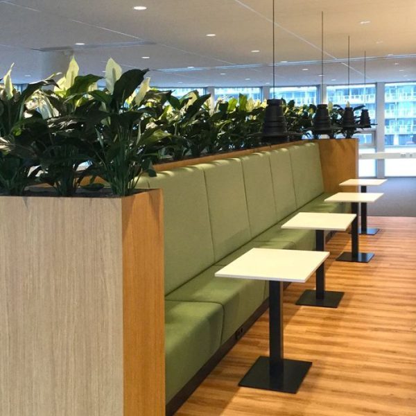 Spathiphyllum Deluxe 80cm 6