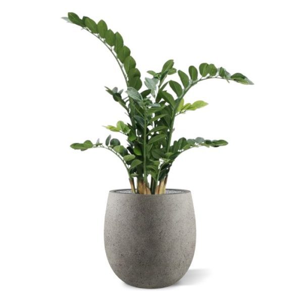 Zamioculcas 100 cm kunstplant Deze schitterende kopie van de Zamioculcas kunstplant is door zijn natuurgetrouwe uitstraling op vele gebieden een ideale plant. Niet alleen thuis