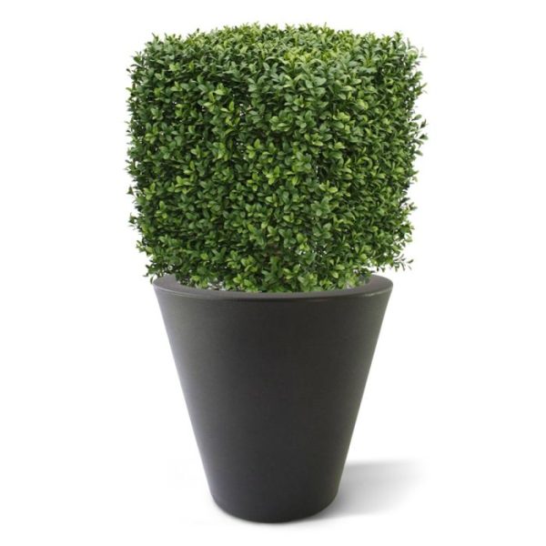 Buksus Vierkant 40 cm UV 1