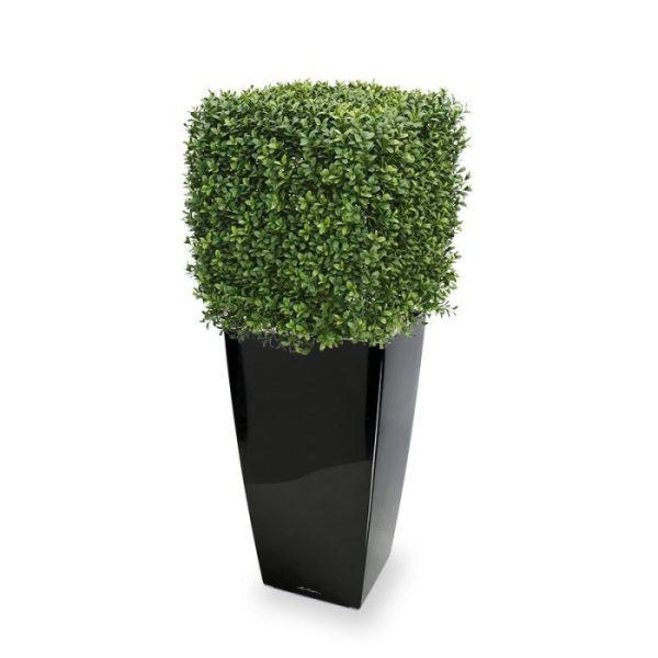Werkelijk uniek in de kunstplanten wereld is deze UV bestendige Buxus Square. Omdat de UV-protector in de grondstof is verwerkt kunnen wij de garantie geven dat deze kunstbuksus gedurende 8 jaar lang niet verkleurt!  De vierkante vorm is nieuw aan ons assortiment toegevoegd en geheel gemaakt van een hoogwaardig pvc. Daardoor is deze UV kunstboom ideaal om buiten mooie decoraties mee te maken.  De vernieuwde versie is met name door zijn kleur en nieuwe blaadjes bijna niet meer van de echte Buxus te onderscheiden! De kunstbuxus meet aan alle zijden ongeveer 40 cm en wordt standaard geleverd in een plastic pot.  De Buxus Square is ook leverbaar in de maten 30 en 50 cm. De afgebeelde sierpot is tegen meerprijs leverbaar.