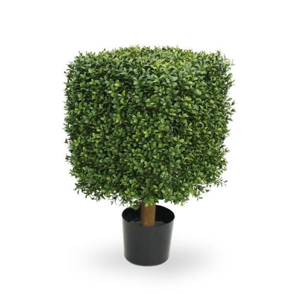 Buksus Vierkant 40 cm UV 7