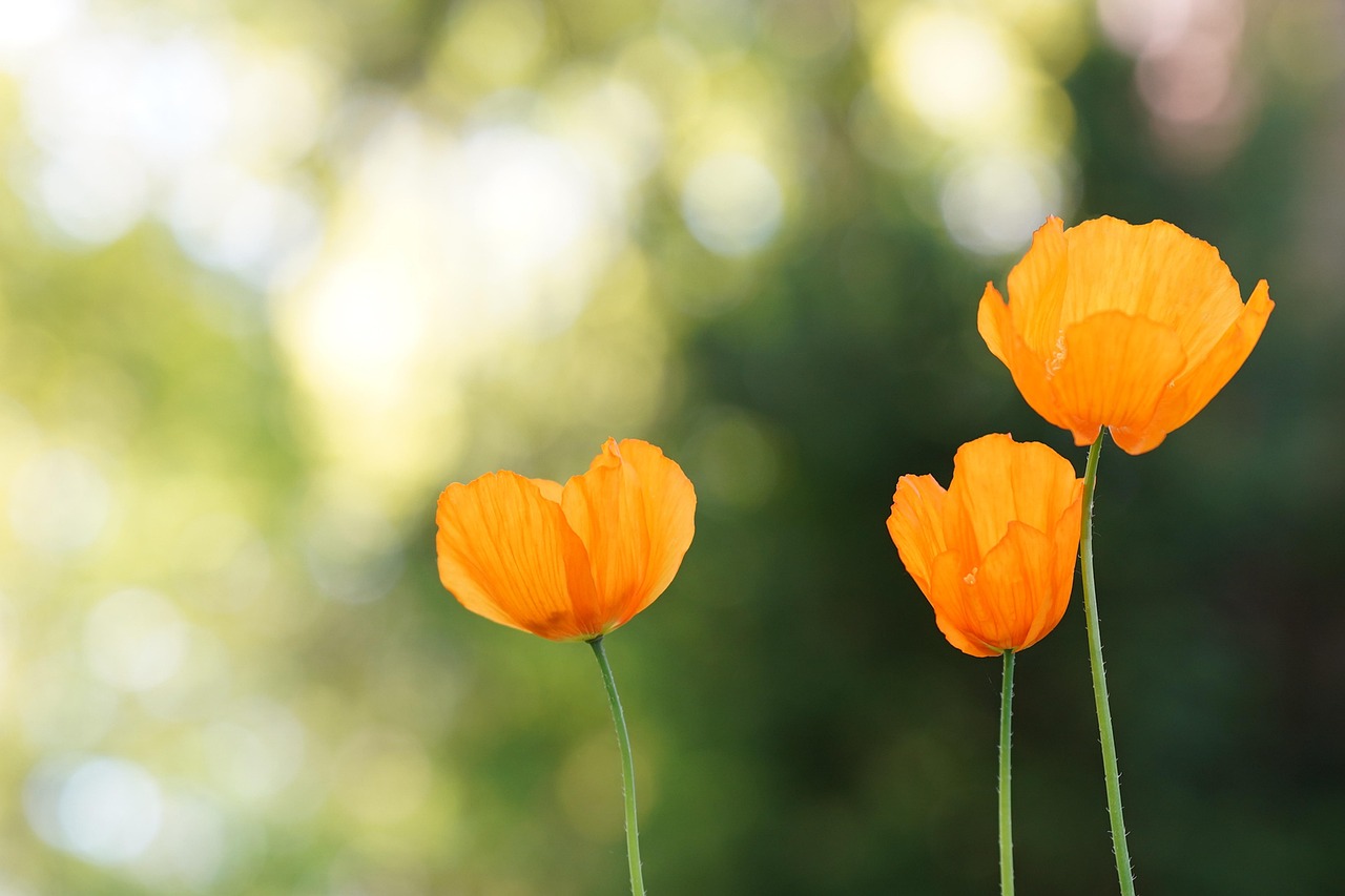 Welk bloemencadeau past bij welk moment? 15714